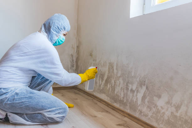 Licensed Mold Remediation service in Lincoln, IL - WQB Mold Removal